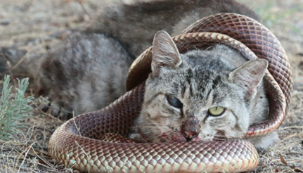 猫为什么不怕蛇？因为猫的反应速度差不多是蛇的7倍
