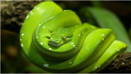 世界上漂亮且价值最高的蛇长什么样子？它很稀有吗？