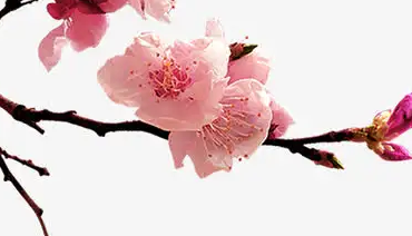 赵令畤写的《菩萨蛮·春风试手先梅蕊》好在哪里？