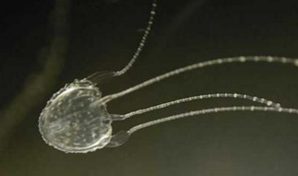 世界上最小的水母是伊鲁坎吉，这个名字有什么来源？