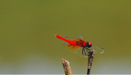作为世界上最小的蜻蜓，侏红小蜻的飞行能力怎么样？