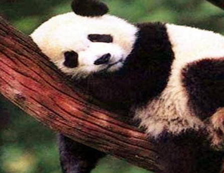 古代大熊猫为什么叫做食铁兽 大熊猫真的是蚩尤的坐骑吗