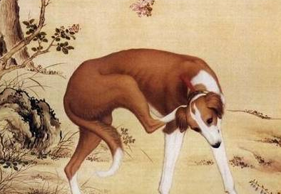 古代没有疫苗出现 古人被狗咬之后是如何预防狂犬病的