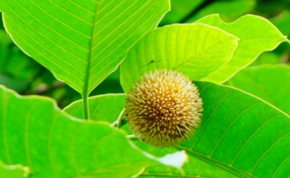 团花长什么样子？都有哪些形态特征呢？