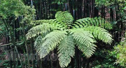 既然桫椤被誉为“蕨类植物之王”，那它有怎样的药用价值？