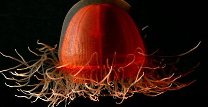 在海洋中，有哪些形似外星生物的奇异水母和其他新物种？