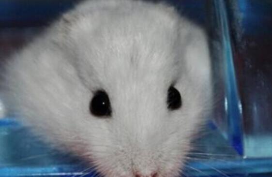 纯白色龙猫有哪些形态特征？喂食的时候需要注意什么？
