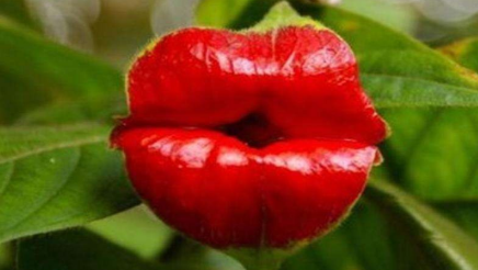 世界上最性感的花叫什么名字？它们是不是也有毒？