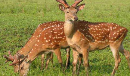 世界上最美的鹿长什么样子？它们具有着什么经济价值？