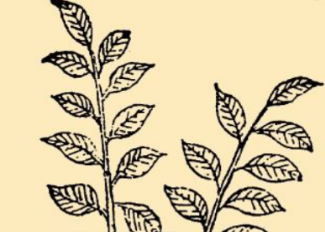 本草纲目·第八卷·草部·朱砂根原文是什么内容？