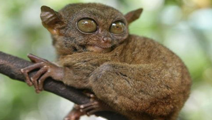 作为世界上最小的灵长类动物，眼镜猴究竟长什么样子？