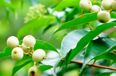 肖蒲桃的形态特征是什么？有哪些营养价值？