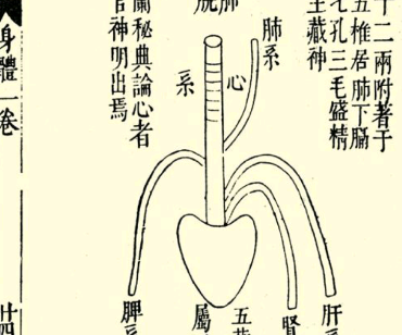 本草纲目·第一卷·序列·脏腑虚实标本用药式具体内容是什么？