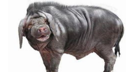 猪肉在古代很低贱，为何汉代时能抵中等收成年岁的收入？