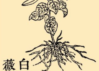 本草纲目·第八卷·草部·白微具体内容是什么？
