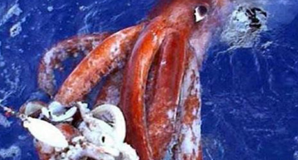 世界上最大的软体动物为何是大王酸浆鱿？它的天敌又是谁？