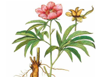 本草纲目·第八卷·草部·牡丹原文是什么内容？