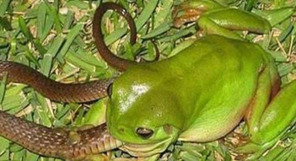 在南美洲的森林中，生活着哪种世界上最凶猛的青蛙？