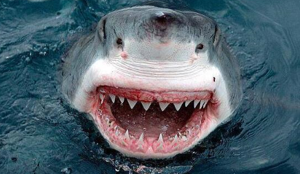 作为世界上牙齿最硬的动物，鲨鱼的咬食压力有多强？
