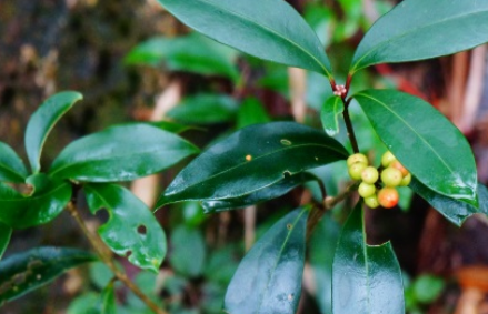 茵芋长什么样子？都有哪些形态特征呢？