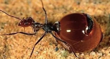 在自然界的生物中，爆炸蚁喷溅出的物质究竟是什么？