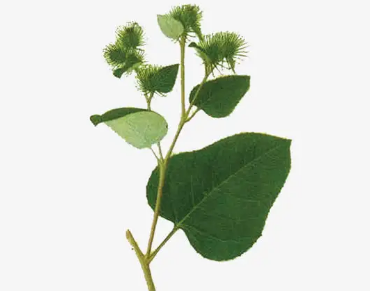 本草纲目·第三卷·百病主治·脚气原文是什么内容？