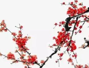 《清平乐·年年雪里》原文译文以及鉴赏