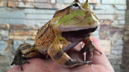 作为世界上最大的角蛙，霸王角蛙为什么会那么凶残？