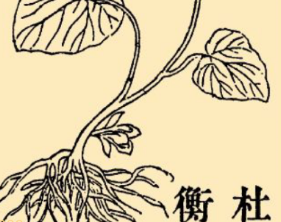本草纲目·第八卷·草部·杜衡原文是什么内容？