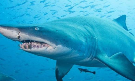 世界上游得最快的鲨鱼叫什么名字？它们分布在哪个海域？