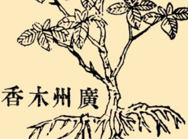 本草纲目·第八卷·草部·木香具体内容是什么？