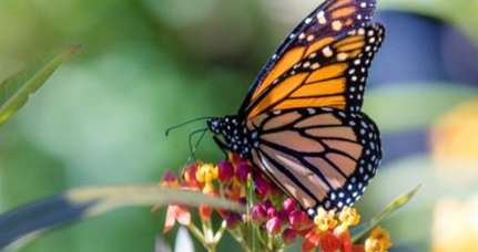 世界上最神秘的蝴蝶分布在哪里？这种蝴蝶一般吃什么？
