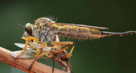 世界上最大的苍蝇叫什么名字？它们对人类有危害吗？
