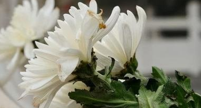 老古话中说的“冬天上坟带一宝，子孙多福财气到”是什么意思？
