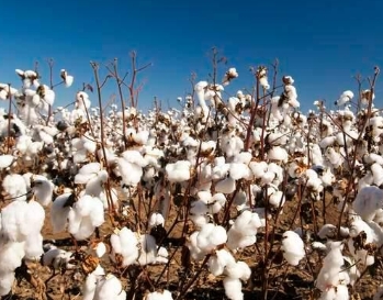 棉花产量最大的国家是中国吗？产量是多少？