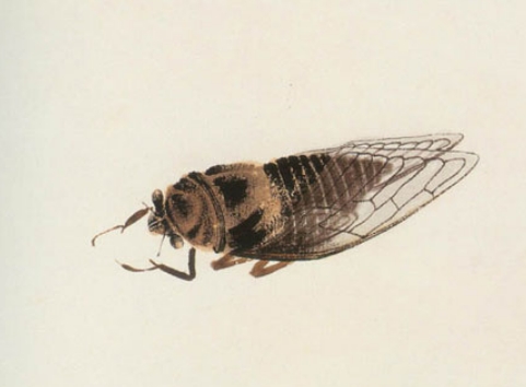 古书中的鸣虫——探寻蝉的古代叫法