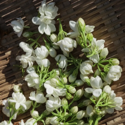 晚香玉的绽放奥秘：一年开几次花？