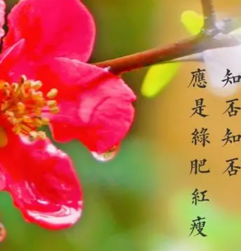 绿肥红瘦中的红瘦——揭秘花中贵妃